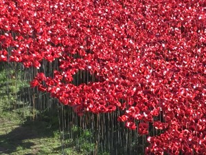 Poppies at the Tower of London