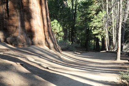 Mariposa Grove, Yosemite NP, California