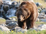 Wildlife